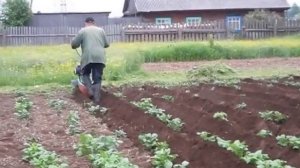 Окучивание картошки культиватором Viking 585
