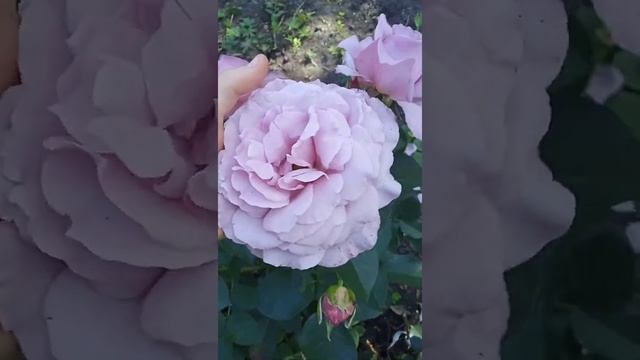 Лав Сонг ? смотреть онлайн