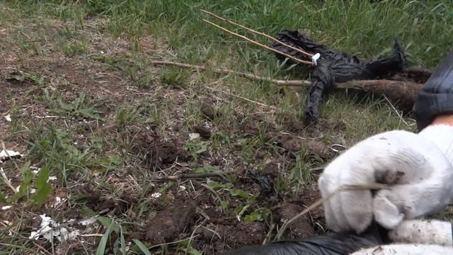 Как выглядит малина, шедшая 6 дней по почте | Малина Изобильная | Малина Полка | Атлант | Мария смотреть онлайн