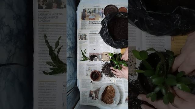 Пересадка и деление декабриста. смотреть онлайн