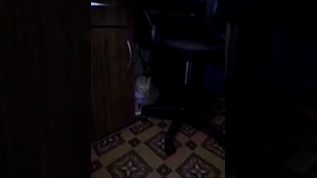 Играем с кошкой. Она взбесилась! смотреть онлайн