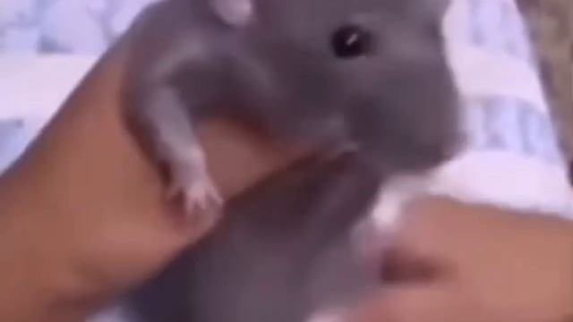 Крыса смотреть онлайн