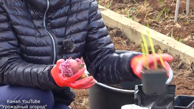 СРОЧНО ПОСАДИТЕ КАРТОФЕЛЬ ВЕСНОЙ ЭТИМ СПОСОБОМ! РЕЗУЛЬТАТ УДИВИТ ВСЕХ! смотреть онлайн