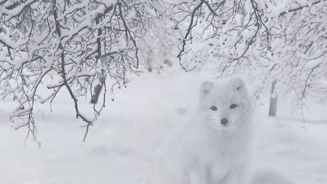 Евангелие дня. Чтимые святые дня. Седмица 30-я по Пятидесятнице. (30.12.2020) смотреть онлайн