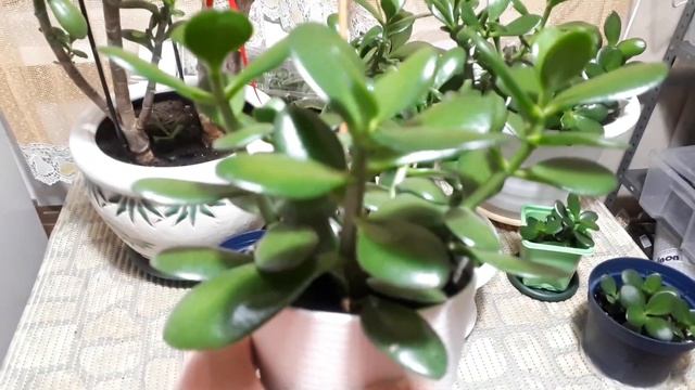 ТОЛСТЯНКА! Зимний полив! Белые точки на листьях. смотреть онлайн