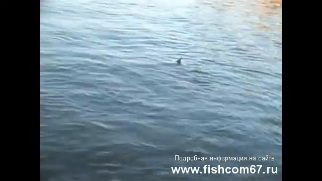 Летняя ловля чехони на Волге 2 смотреть онлайн