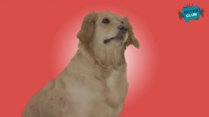 Домашние животные - Кто живет на ферме развивающие мультики Монтессори для самых маленьких