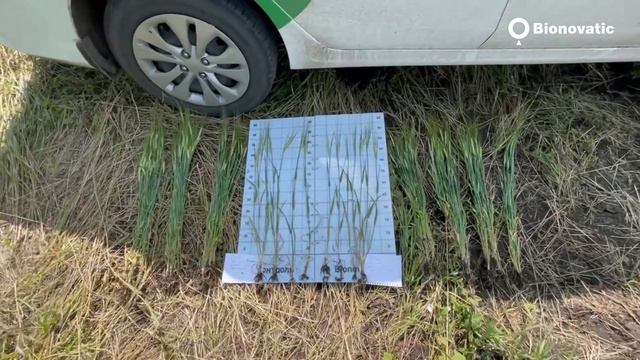 Репортаж с полей. Программа Максимум на яровом ячмене смотреть онлайн