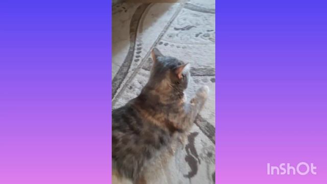 мой милый котик смотреть онлайн