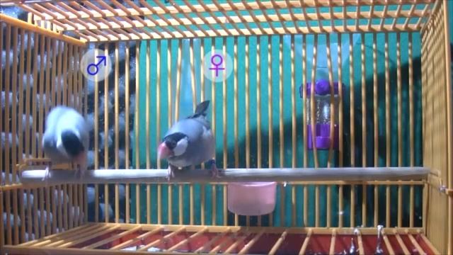 Java Sparrows mating behaviour смотреть онлайн