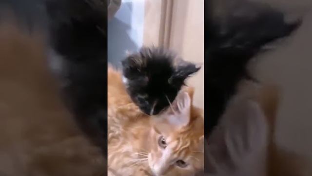 Маленькие котята мейн кун идут в школу смотреть онлайн