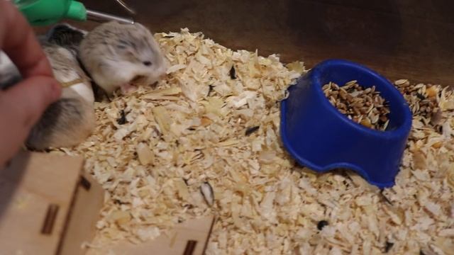 ХОМЯЧКИ РОБОРОВСКОГО смотреть онлайн