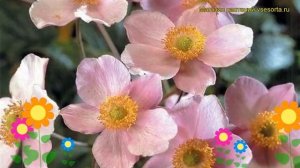 Анемона войлочная Робустиссима. Краткий обзор, описание характеристик anemona tomentosa Robustissim