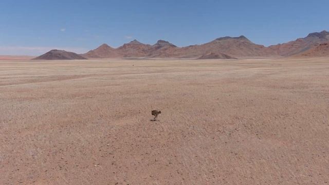 Намибия, съемка диких животных с дрона. Oryx, Springbok, страусы... смотреть онлайн