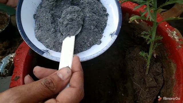 #Allamanda #allamanda plants reporting care tips summer flowering plant # khushigardeing# смотреть онлайн