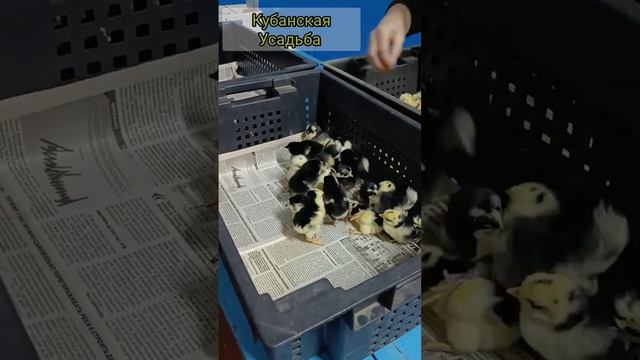 Австралорп Мраморный смотреть онлайн