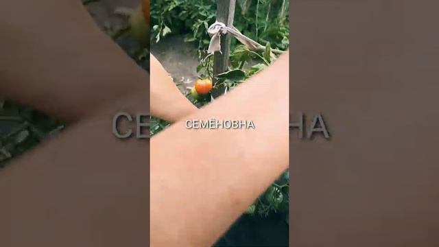 Ах Семёновна. томат. смотреть онлайн