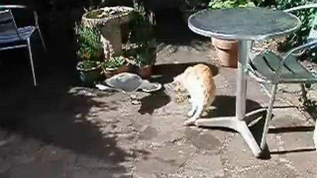 Billy the Cat fights a Seagull смотреть онлайн