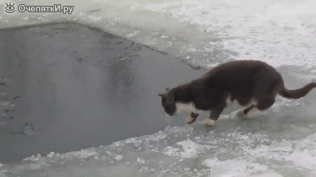 Кот поймал рыбу в проруби! Ловко! смотреть онлайн