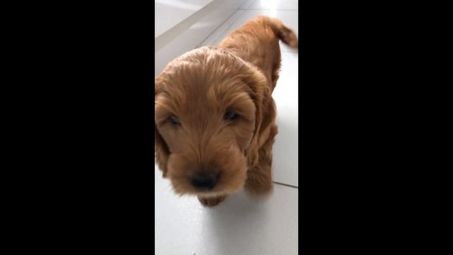 Cockapoo puppy's first day home! смотреть онлайн