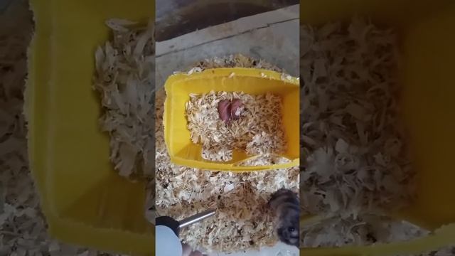 Новорожденные джунгарские хомяки смотреть онлайн