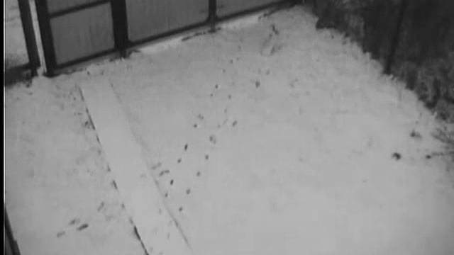 Заяц СНТ Восход 2015 смотреть онлайн