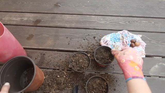 Как посадить желудь / Дуб из желудя / Как я сажаю желуди / Желуди смотреть онлайн