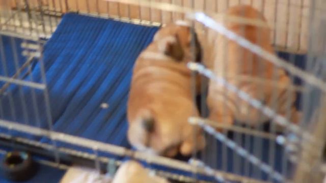 Булечки )))) смотреть онлайн