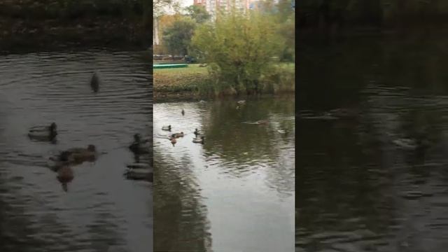 Одинцово. Парк