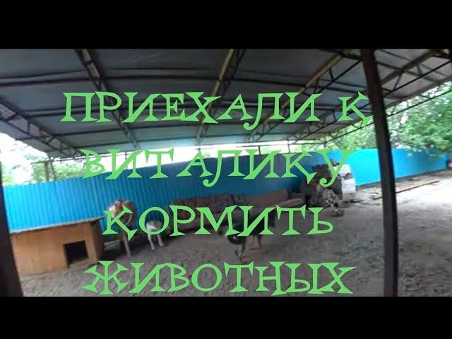 ПОЛУЧИЛИ ПОСЫЛКУ/СЪЕЗДИЛИ К ВИТАЛИКУ И АНГЕЛИНЕ ПОКОРМИТЬ СОБАК/ПРОВЕРИТЬ КУРИЦУ . смотреть онлайн