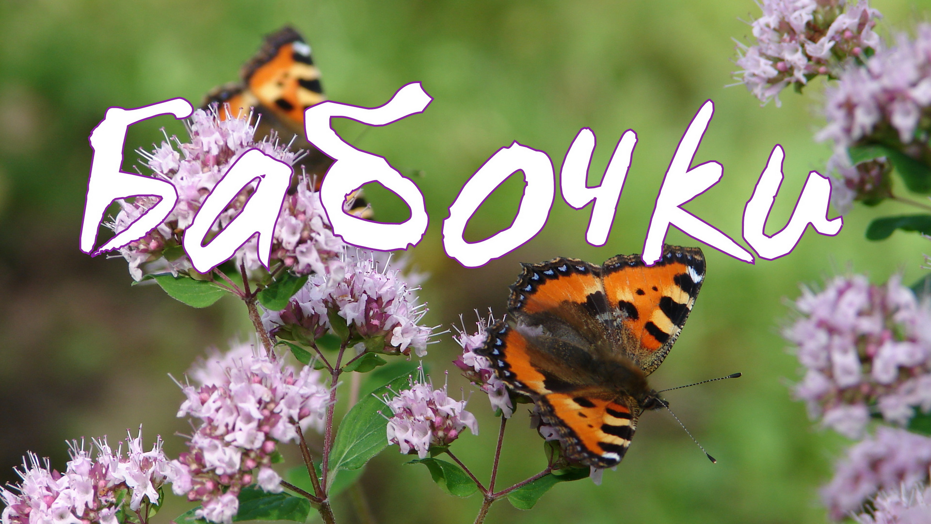 Бабочки смотреть онлайн