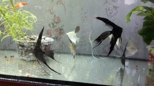 Скалярии в 100 литровом аквариуме