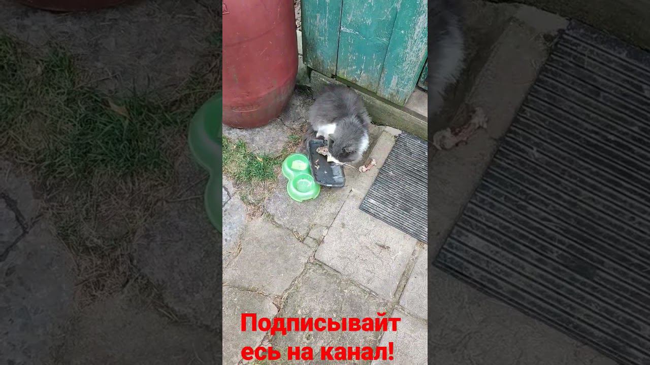 Барсик кушает. смотреть онлайн