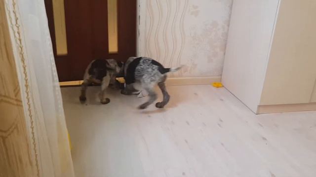 Щенки дратхаар von Sotnik group смотреть онлайн