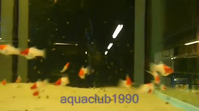 Меченосец Красно-Белый. смотреть онлайн