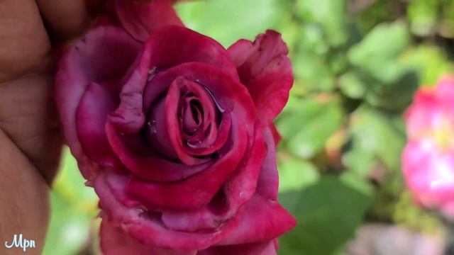 PARADISE ROSE Hybrid Tea Very Fragrance and classic смотреть онлайн