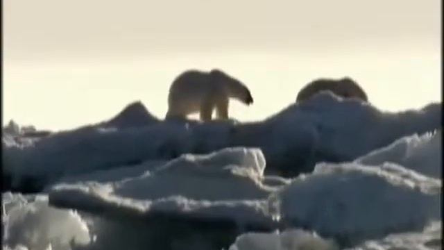 Копия видео "Арктические пустыни" смотреть онлайн