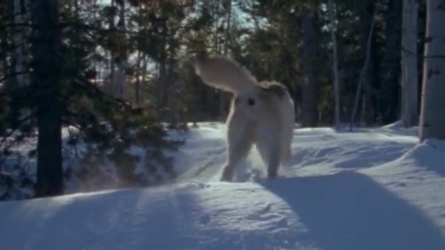 МИСТИЧЕСКАЯ СИЛА И ГОРДЫЙ ДУХ ВОЛКОВ В РОК АТРИБУТИКЕ смотреть онлайн