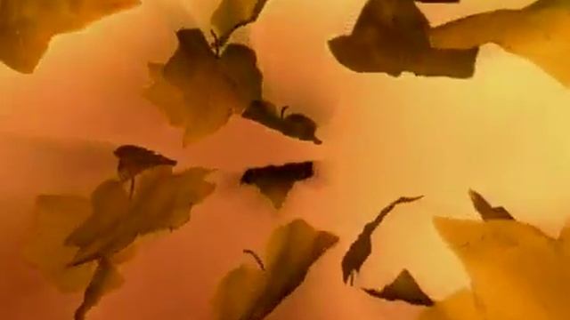 Листья осенние падают, фон смотреть онлайн