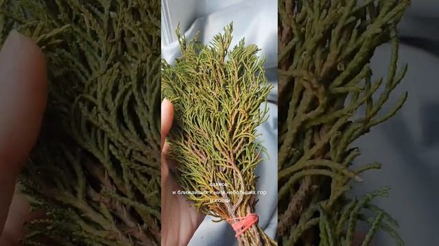 ?Мощные травы для окуривания и чистки дома /офиса / энергетики человека. Артыш ? смотреть онлайн