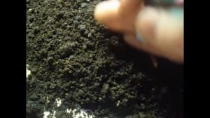 Отбор коконов/Разведение червя дендробена