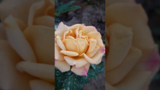 кто на пьедестале? хани дижон, мокароза, кока лока смотреть онлайн