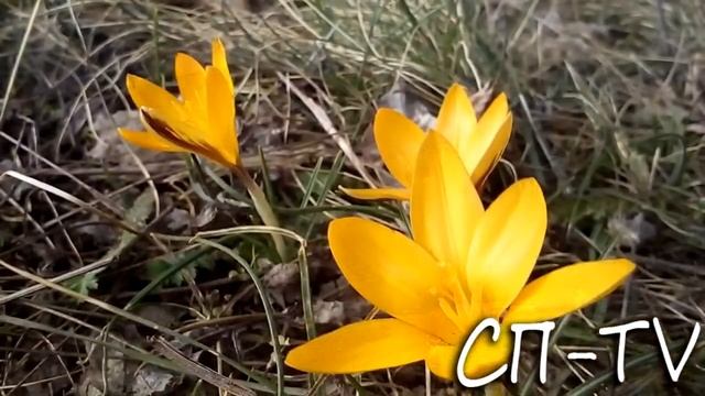 Мердвен-Кая - Кильсе-Бурун смотреть онлайн