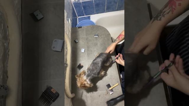 Yorkie Sam grooming смотреть онлайн