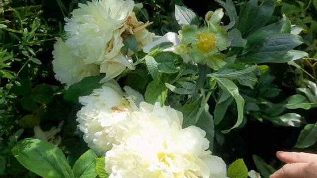 Светящийся пион Саммер Глоу. Summer Glow пион-оркестр. смотреть онлайн