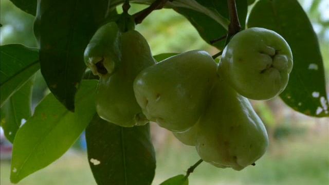 PANASONIC FZ40 - PICTURE REVIEW смотреть онлайн