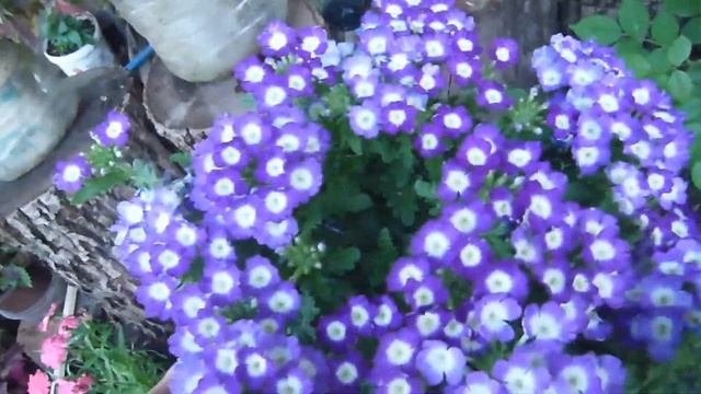 Итоги сезона.Вербена ампельная,обзор маточников. смотреть онлайн