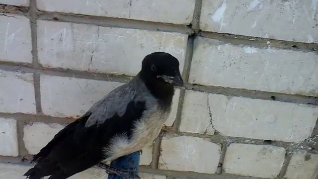 Не трехглазый ворон. Сидит такой и не каркает смотреть онлайн