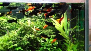 Очень простая система CO2 для аквариума. Конкурс!