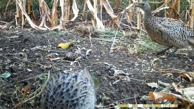 42 - Певчие птицы России * ФАЗАН * смотреть онлайн